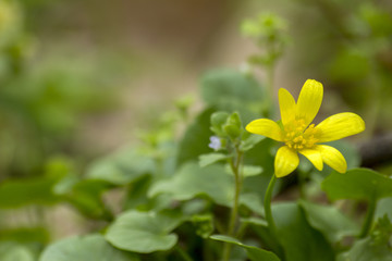 the first flowers of spring are yellow in the forest
