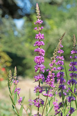 Obraz premium Gewöhnlicher Blutweiderich, Lythrum salicaria