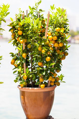 Orange tree in pot