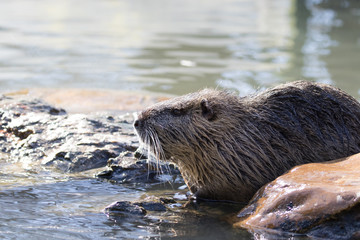 Nutria am Wasser