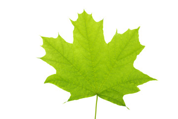 Green maple leaf