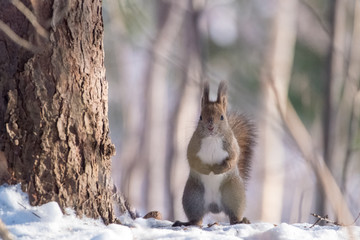 人懐っこいエゾリス