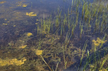 Zippel Bay State Park on Lake of the Woods, Minnesota