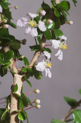 Barbados cherry (Malpighia oxycocca) flowers