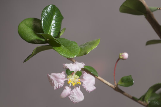 Barbados cherry (Malpighia oxycocca) flowers