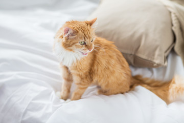 Fototapeta na wymiar pets and hygge concept - red tabby cat at home in bed