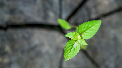 Change Your View With A Growing Up Green Plant