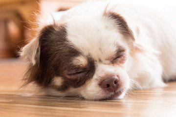 chihuahua,dog in puppy day isolate on background,front view from the top, technical cost-up.