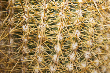 Closeup of the cactus