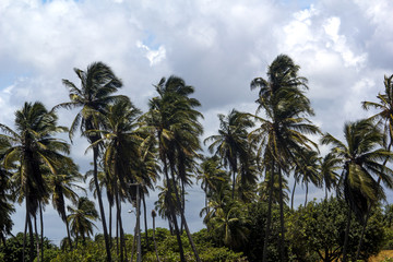 Fototapeta na wymiar coconut tree ceara brazil