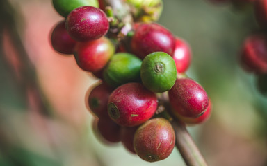 Fresh Coffee Tree