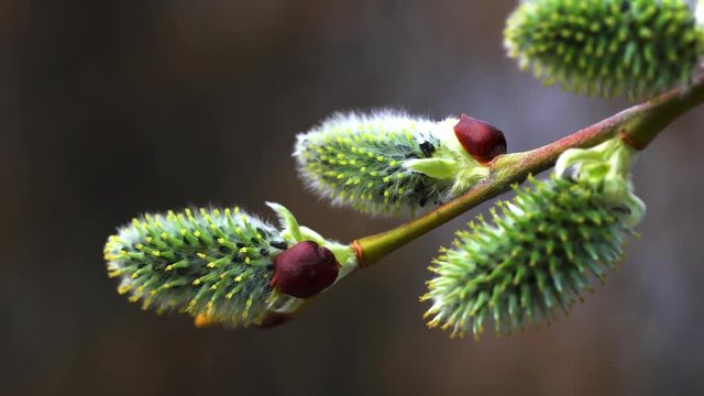 Pussy Willow-Salix cinerea on wind - (4K)