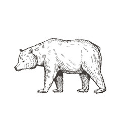 Hand drawn bear. Sketch, vector illustration.