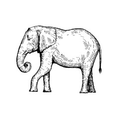 Hand drawn elephant. Sketch, vector illustration.
