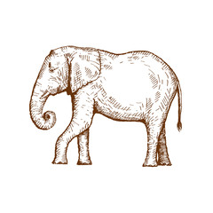 Obraz premium Hand drawn elephant. Sketch, vector illustration.