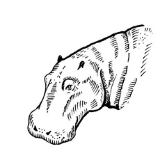 Hand drawn hippo ( hippopotamus, behemoth ). Sketch, vector illustration.