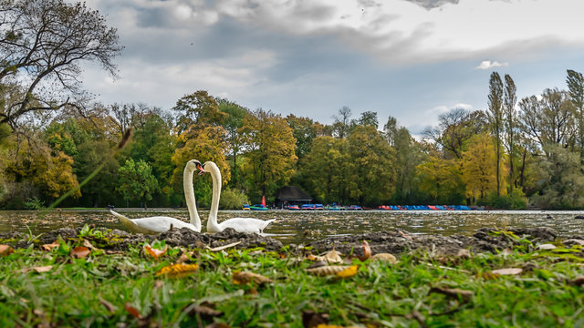 Zwei Schw&auml;ne im See zeigen sich ihre Zuneigung, in dem sie aufeinander zu schwimmen und mit ihren H&auml;lsen ein Herz bilden - Liebe auf den ersten Schnack?