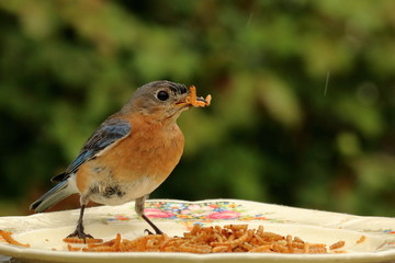 A female Eastern Bluebird gathers meal worms from the feeder to carry back to her nestlings.