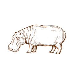 Hand drawn hippo ( hippopotamus, behemoth ). Sketch, vector illustration.