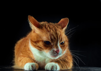 frightened ginger cat with big eyes on a black background