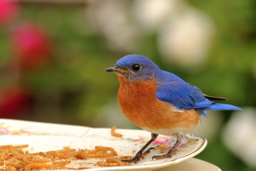 A male Eastern Bluebird visits the meal worm feeder in my rose garden.