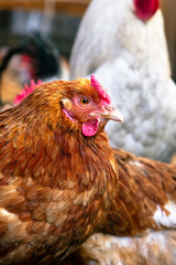 Chickens on the farm. Toned, style, color photo