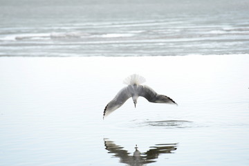 Fototapeta na wymiar Seagull by the sea in flight close-up.
