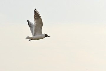 Seagull by the sea in flight close-up.