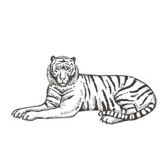 Hand drawn lying tiger. Sketch, vector illustration.