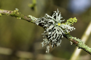  Evernia and Xanthoria lichen growing on tree branch