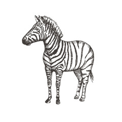 Fototapeta na wymiar Hand drawn zebra. Sketch, vector illustration.