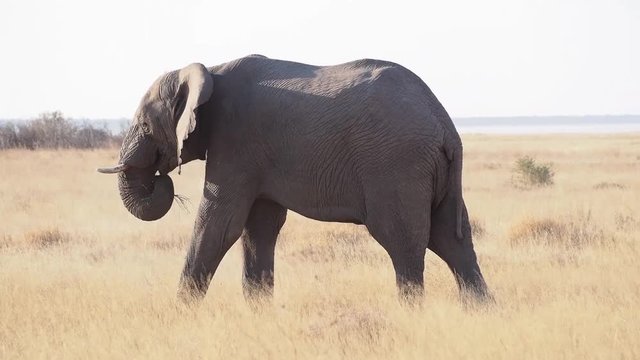 Namibia - Etoscha Nationalpark - Afrikanischer Elefant