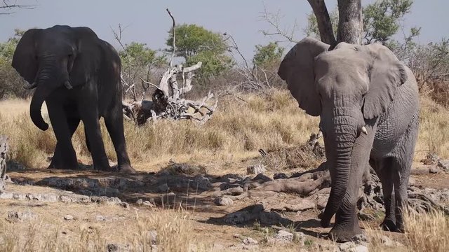 Namibia - Etoscha Nationalpark - Afrikanischer Elefant