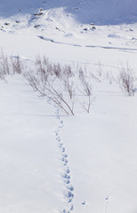 tracce di camoscio sulla neve