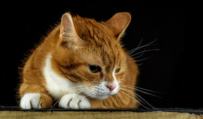 frightened ginger cat with big eyes on a black background