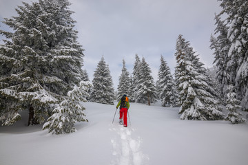 Adventurer is walking in snowshoes among huge pine trees