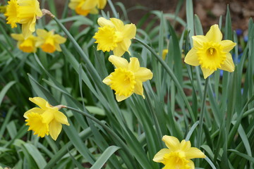 Fototapeta premium Yellow flowers during spring.