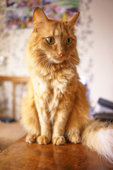 Fototapeta na wymiar Brown Cat, Red Tabby Male Cat, Ginger Cat