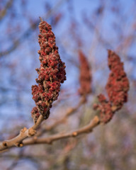 sumak octowiec © Henryk Niestrój