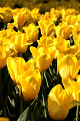 Infinite flower bed of yellow tulips