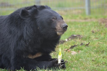 Fototapeta premium Kragenbär