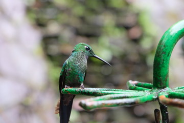 Green kolibri