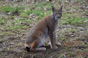 der Luchs