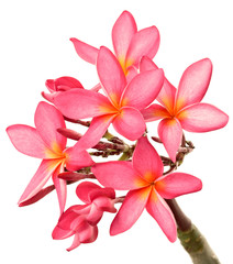 Fototapeta na wymiar fresh red frangipani flowers isolated on white
