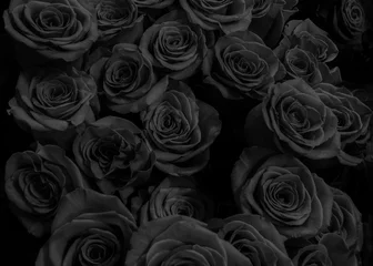 Crédence de cuisine en verre imprimé Roses roses noires foncées