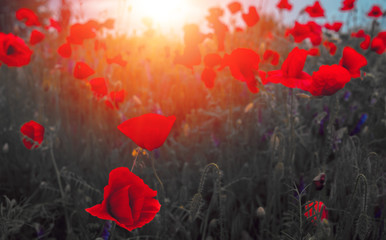 Obraz premium dziki kwiat maku o zachodzie słońca