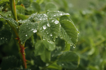Leaf rain