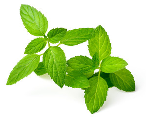 fresh herb, fresh peppermint isolated on white