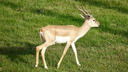 Hirschziegenantilope, Gazelle