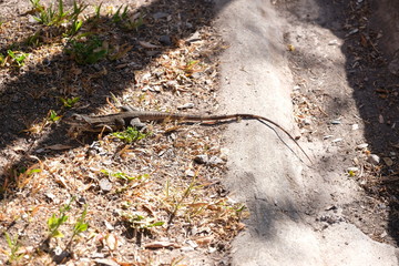 Tropical lizard